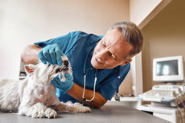 Best Emergency Care for Gum Disease in Columbus Grove, OH